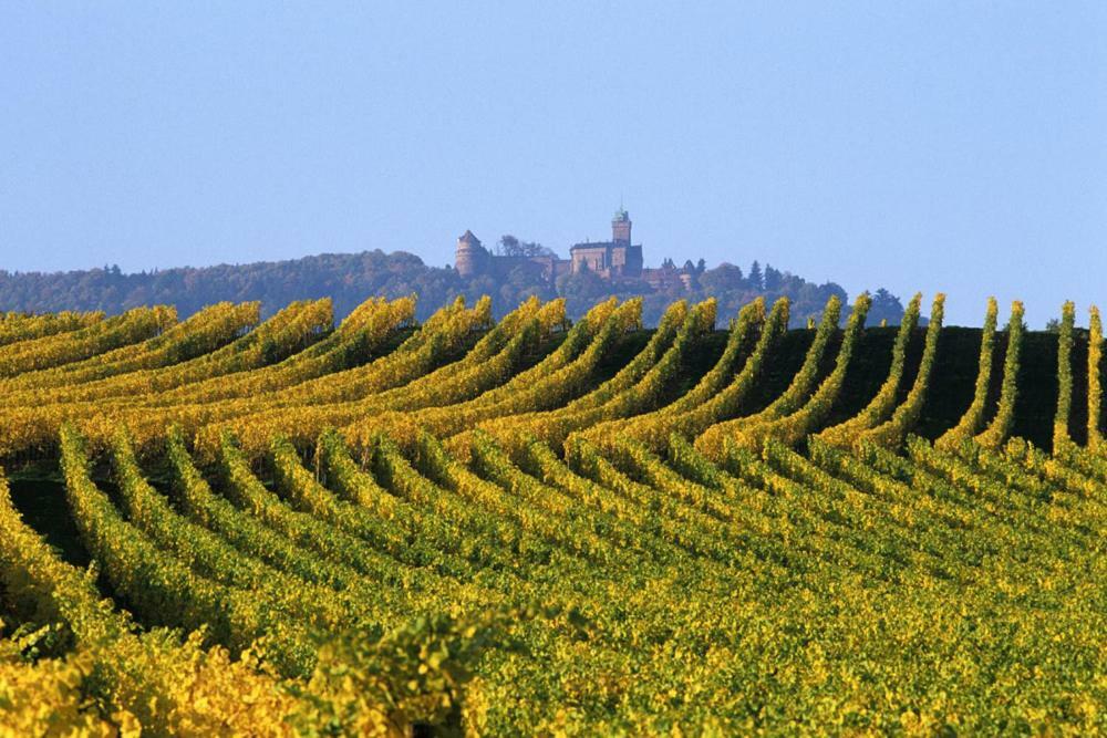 Gites Marschall Jean-Pierre Beblenheim Exteriör bild